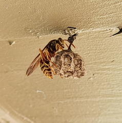 Polistes apachus apachus