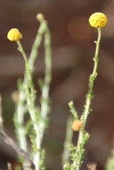 Pentzia globosa