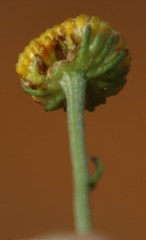 Pentzia globosa