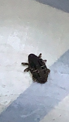 Eubulus