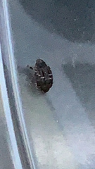 Eubulus