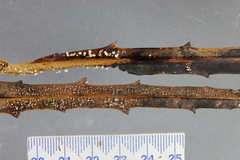 Physalacria stilboidea