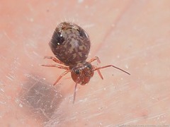 Sminthurus bivittatus