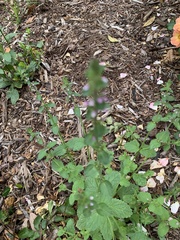 Stachys drummondii