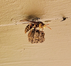 Polistes apachus apachus