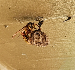 Polistes apachus apachus
