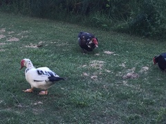 Cairina moschata domestica