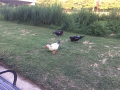 Cairina moschata domestica