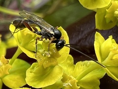 Limneriini