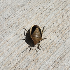 Chlorochroa osborni