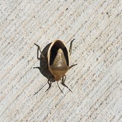 Chlorochroa osborni
