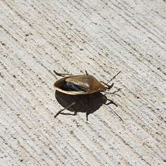 Chlorochroa osborni