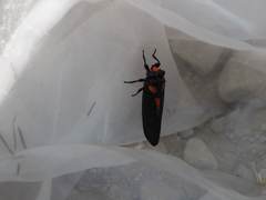 Huechys sanguinea