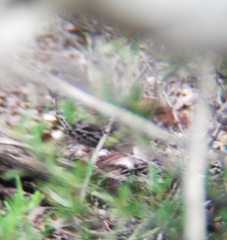 Passerella iliaca schistacea