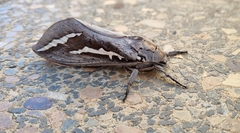 Abantiades hydrographus