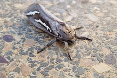 Abantiades hydrographus