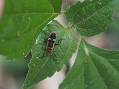 Physopelta gutta gutta