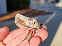 Abantiades hydrographus