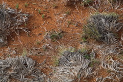 Stipagrostis ciliata capensis