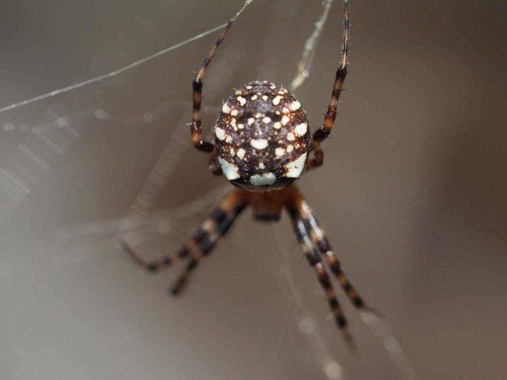 Gea spinipes