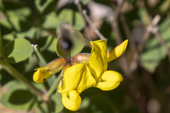 Acmispon grandiflorus var. macranthus