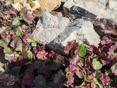 Telesonix heucheriformis