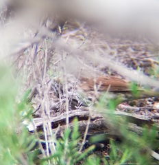 Passerella iliaca schistacea