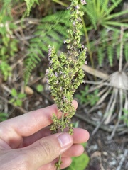 Mesosphaerum pectinatum