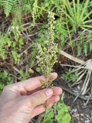 Mesosphaerum pectinatum