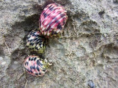 Nerita versicolor