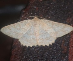 Luxiaria emphatica