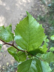 Xylosma tweediana