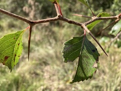 Xylosma tweediana