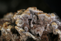 Thelephora americana