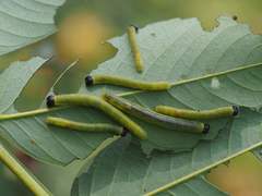 Eurema blanda arsakia