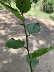 Xylosma tweediana