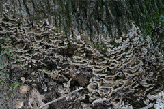 Thelephora americana