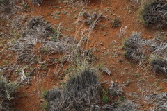 Stipagrostis ciliata capensis