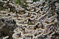 Thelephora americana