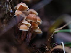 Mycena cystidiosa