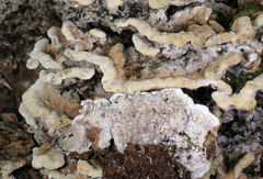 Thelephora americana