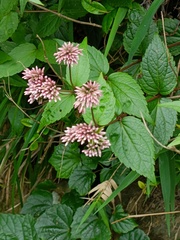 Eupatorium kiirunense