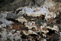 Thelephora americana