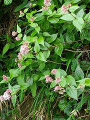 Eupatorium kiirunense