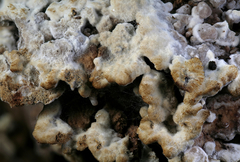 Thelephora americana