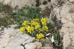 Draba hispanica