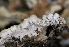 Thelephora americana