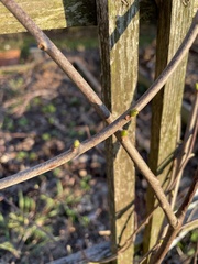 Actinidiaceae