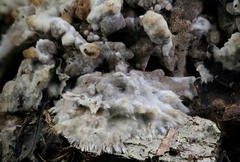 Thelephora americana