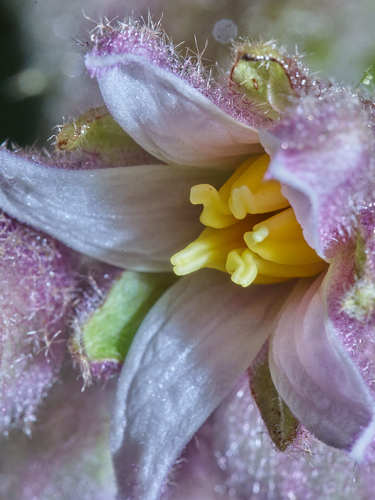 Solanum quitoense
